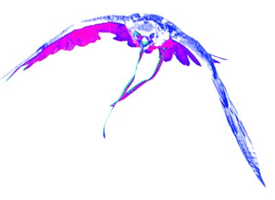 BlueFalconLGE